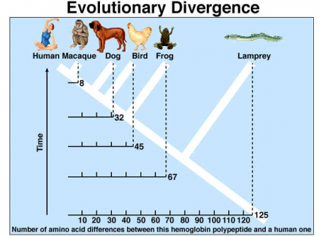 DNA Evidence - Evidence for Evolution